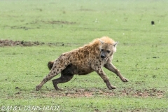 hyène tachetée / spotted hyena