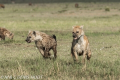 hyène tachetée / spotted hyena