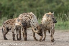 hyène tachetée / spotted hyena