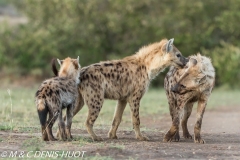 hyène tachetée / spotted hyena