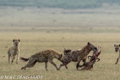 hyène tachetée / spotted hyena