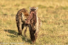 hyène tachetée / spotted hyena