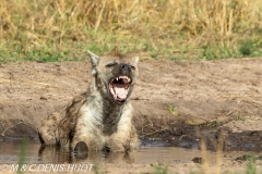 hyène tachetée / spotted hyena