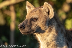 hyène tachetée / spotted hyena