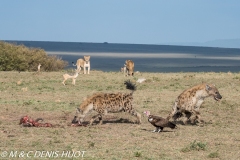 hyène tachetée / spotted hyena