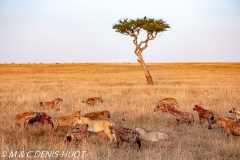 hyène et lion / hyena and lion