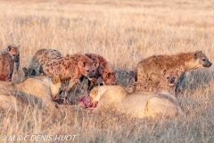 hyène et lion / hyena and lion