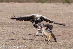 chacal et vautour / jackal and vulture