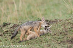 chacal à chabraque / black-backed jackal