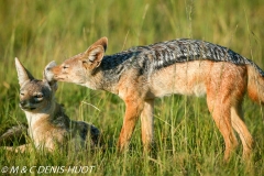 chacal à chabraque / black-backed jackal