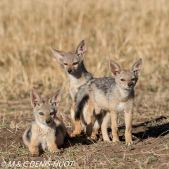 chacal à chabraque / black_backed jackal