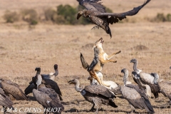 chacal et vautour / jackal and vulture