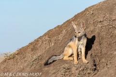 chacal à chabraque / Black-backed jackal