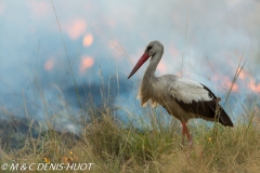 cigogne blanche / white stork