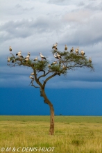 cigogne blanche / white stork