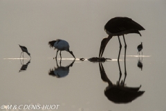 marabout / marabou stork