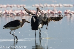 marabout / marabou stork