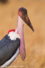 marabout / marabou stork