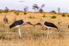 marabout / marabou stork