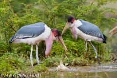 marabout / marabou stork