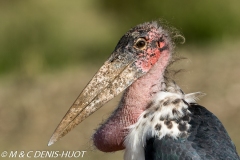 marabout / marabou stork