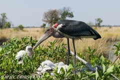 marabout / marabou stork