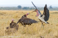 marabout / marabou stork