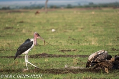 marabou stork