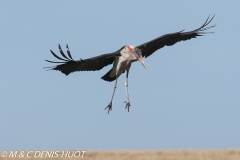 marabout / marabou stork