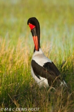 jabiru / saddle-billed stork