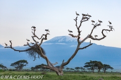 cigogne blanche / white stork