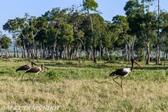 jabiru / saddle-billed stork