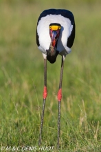 jabiru / saddle-billed Stork