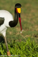 jabiru / saddle-billed Stork