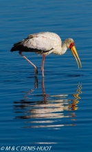 tantale / yellow-billed stork