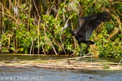 bec-ouvert / open-billed stork