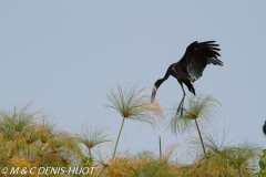 bec-ouvert / open-billed stork