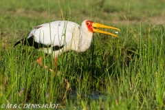 tantale / yellow-billed stork