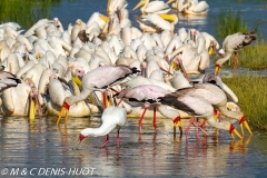 tantale / yellow-billed stork