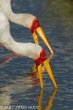 tantale / yellow-billed stork