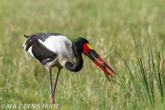 jabiru / saddle-billed stork