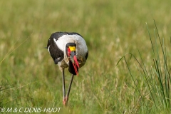 jabiru / saddle-billed stork