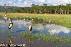 marabout / marabou stork