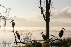 marabout / marabou stork