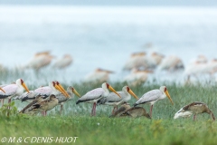 tantale / yellow-billed stork