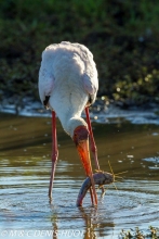 tantale / yellow-billed stork