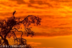 bec-ouvert / open-billed stork