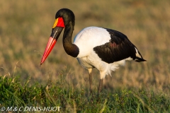 jabiru / saddle-billed stork