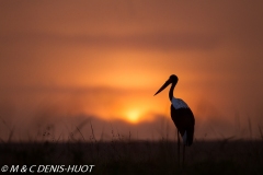 jabiru / saddle-billed stork