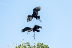 bec-ouvert / open-billed stork